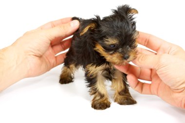 sevimli güzel yorkshire terrier yavru köpek oturuyor. izole