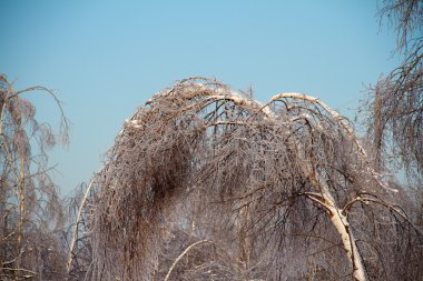 Güzel Kış Ormanı