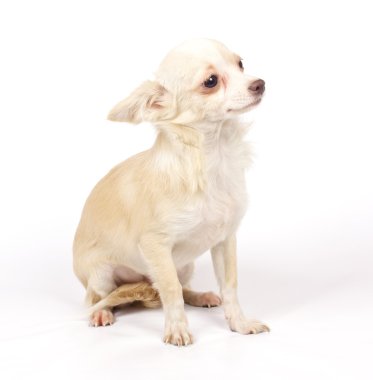 Chihuahua küçük köpek yavrusu