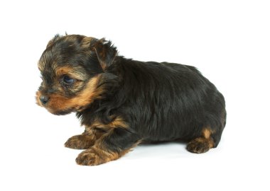 sevimli güzel yorkshire terrier yavru köpek oturuyor. izole