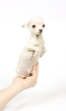 Chihuahua küçük köpek yavrusu