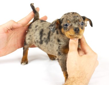 küçük chihuahua yavrusu