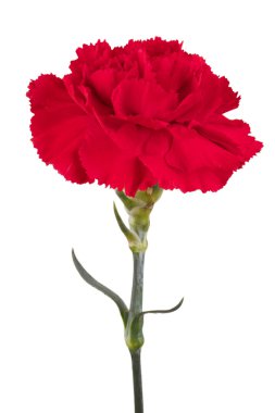 Beautiful red carnation on a white background clipart