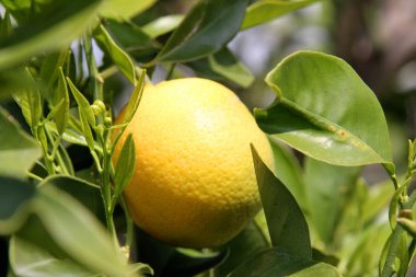 Limonlar Limon Ağacında