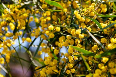 Mimosa boom met gele bloemen