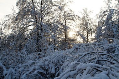 Güzel Kış Ormanı