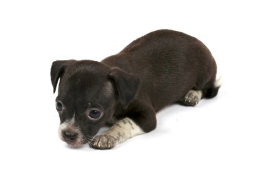 küçük chihuahua yavrusu