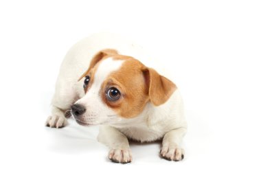 komik köpek chihuahua pozlar