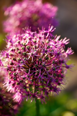 bazı chives çiçekler yakın çekim