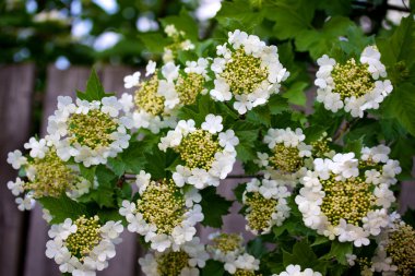 Flowers and leaves of snowball tree in verticalcomposition clipart
