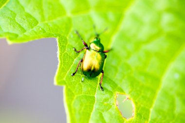 Rose chafer (Cetonia aurata) bir çayır - üzerine sığ ile makro