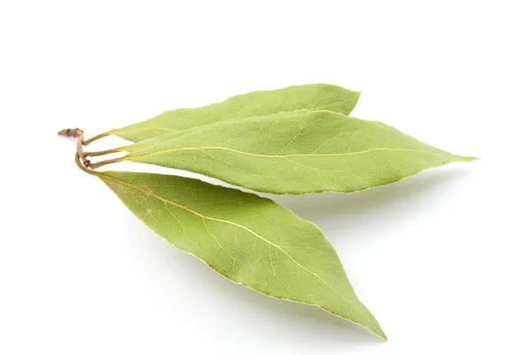 Laurel leaves isolated on white — Stock Photo, Image