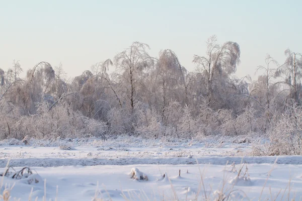 Piękny las zimowy — Zdjęcie stockowe