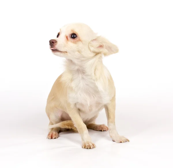 Chihuahua catelus mic — Fotografie, imagine de stoc
