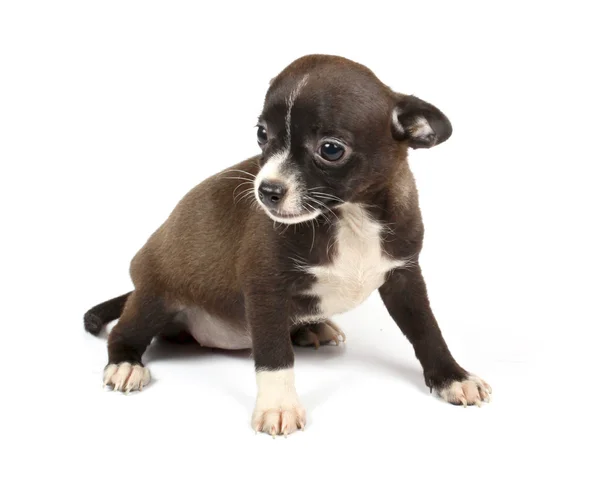 Piccolo cucciolo di chihuahua — Foto Stock