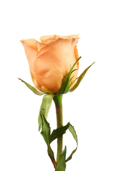 Kwitnienia Szkarłatna róża z jasny zielony łodyga — Zdjęcie stockowe