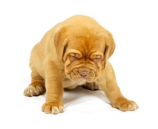 Bordeaux köpek yavrusu — Stok fotoğraf