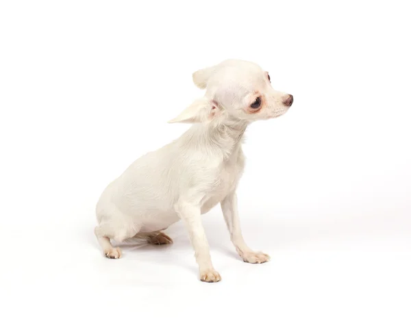 치와와 작은 강아지 — 스톡 사진