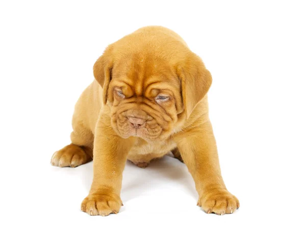 Bordeaux cane cucciolo — Foto Stock