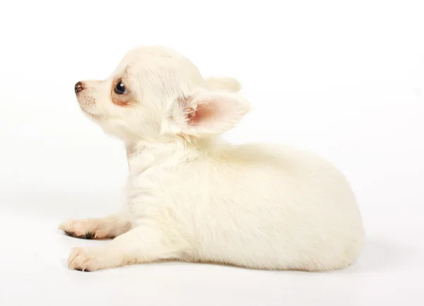 Pequeno cachorro chihuahua — Fotografia de Stock