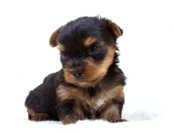 Puppy yorkshire terrier on the white background — Stock Photo, Image
