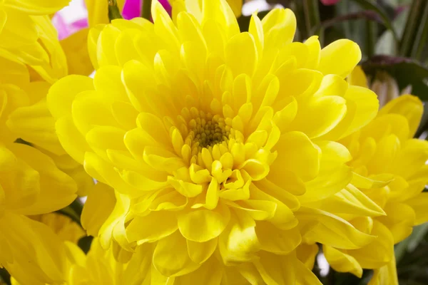 Bellezza crisantemo colorato — Foto Stock