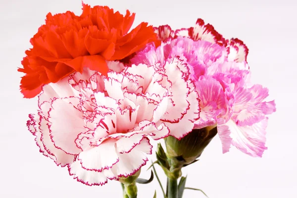 Tree beauty Carnations — Stock Photo, Image