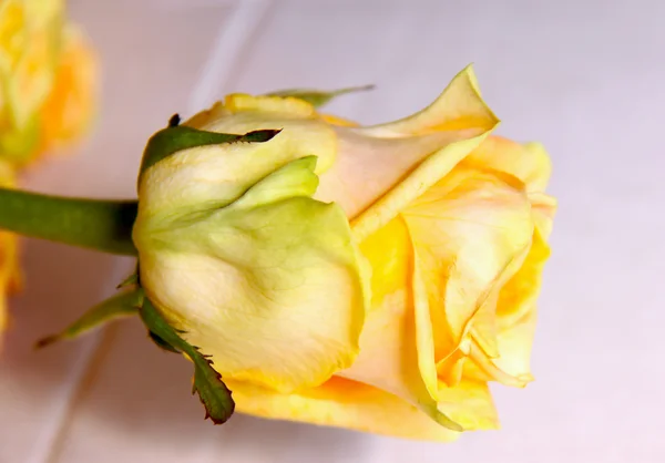 Jasna róża — Zdjęcie stockowe