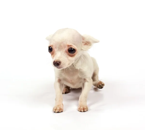 チワワの小さな子犬 — ストック写真