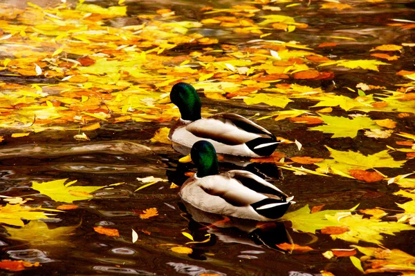 Pato-reais no lago — Fotografia de Stock
