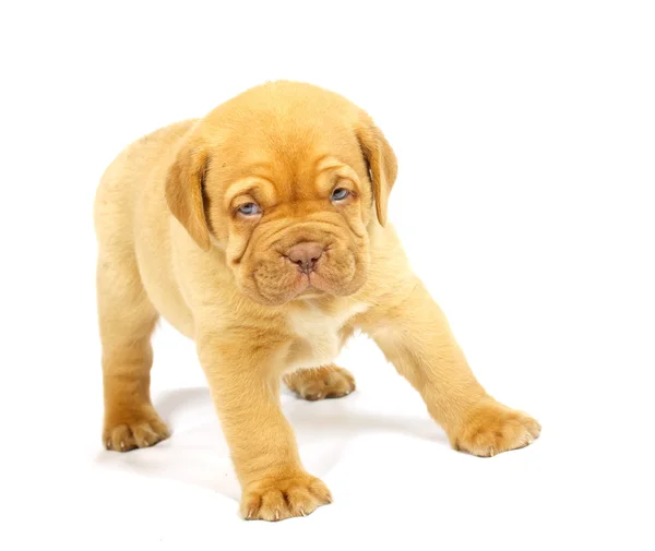Bordeaux dog puppy — Stock Photo, Image
