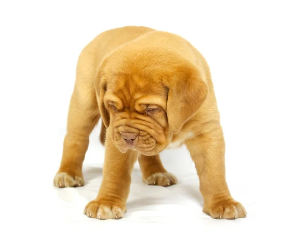 Bordeaux dog kiskutya — Stock Fotó