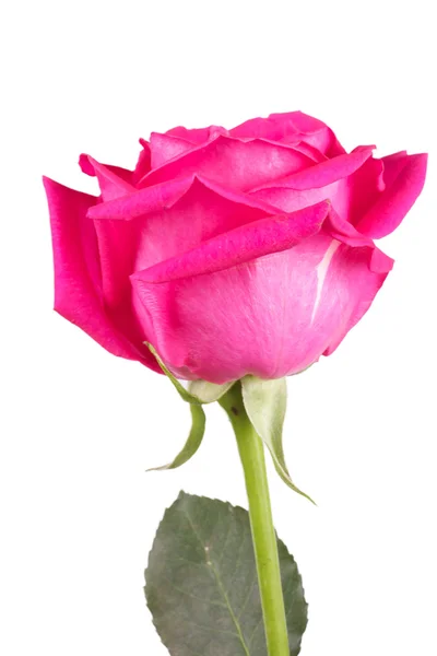 Één bloem roze rozen — Stockfoto