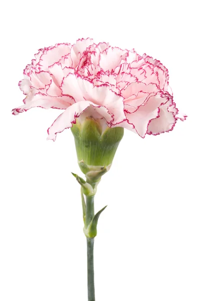 Belo cravo rosa — Fotografia de Stock