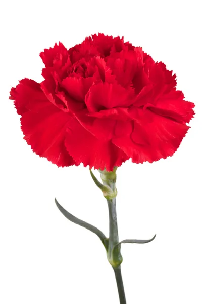 Beautiful red carnation on a white background — Stock Photo, Image