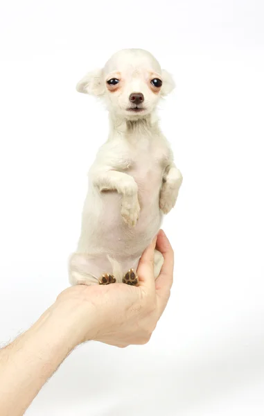 Chihuahua lille hvalp - Stock-foto