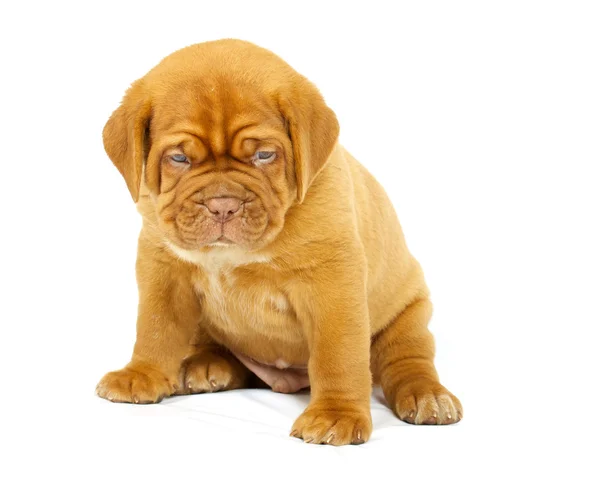 Štěně psa Bordeaux — Stock fotografie