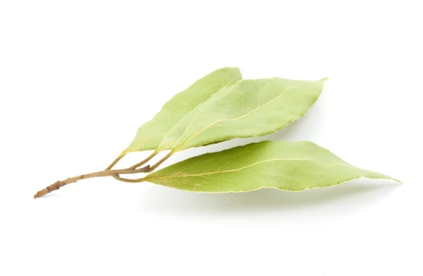 월계수 잎 흰색 절연 — 스톡 사진
