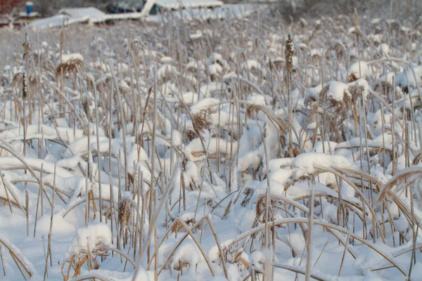 Sneeuw overdekte rush tegen op sneeuw — Stockfoto