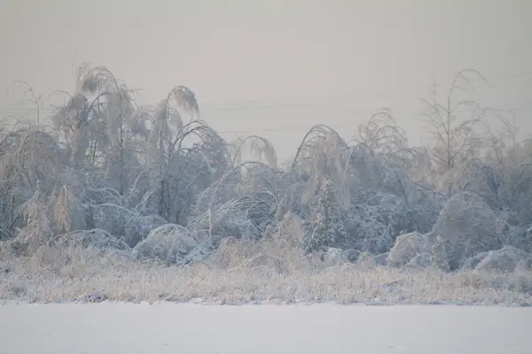 Bela floresta de inverno — Fotografia de Stock