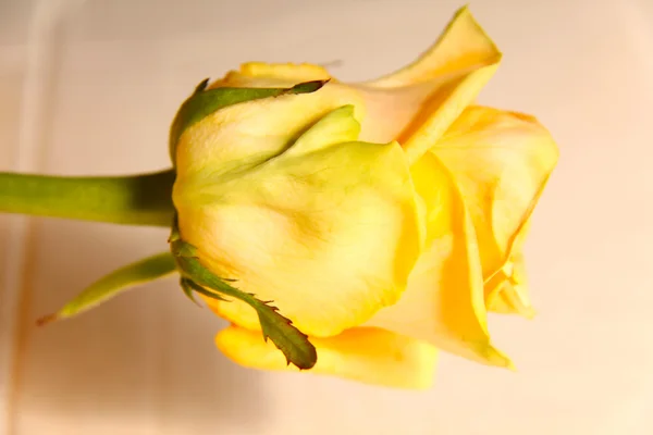 鲜艳的玫瑰 — 图库照片