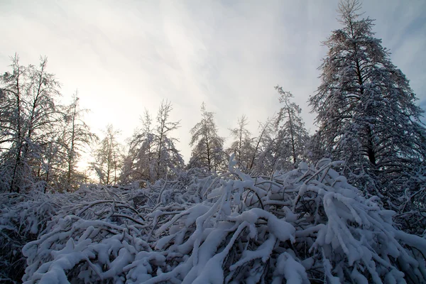 Гарні зимовий ліс — стокове фото