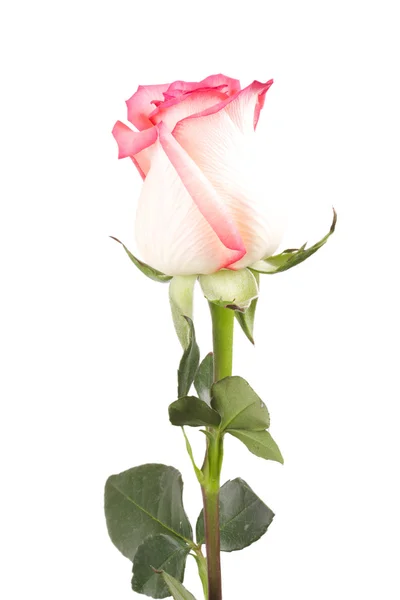 Одна квітка рожеві троянди — стокове фото