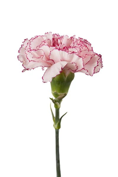 美丽的粉红色康乃馨 — 图库照片
