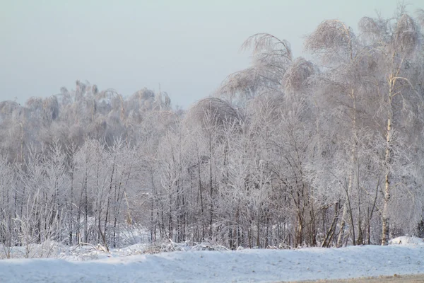Прекрасный зимний лес — стоковое фото