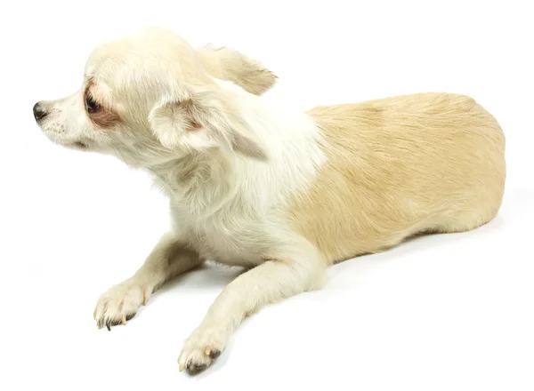 Chihuahua küçük köpek yavrusu — Stok fotoğraf