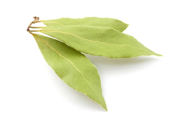 Laurel leaves isolated on white — Stock Photo, Image