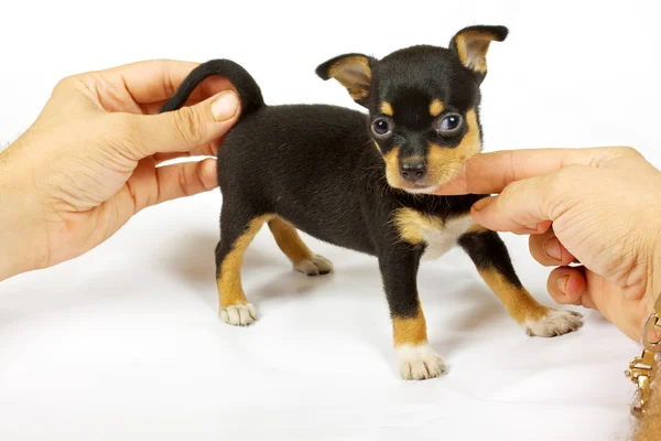 Kleine chihuahua pup — Stockfoto