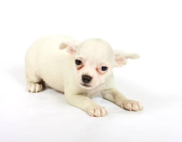 Cachorro chihuahua pequeño —  Fotos de Stock