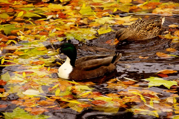 Маллардская утка на озере — стоковое фото